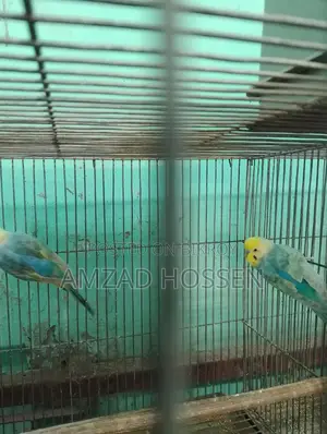 Pair of Rainbow Budgie Birds