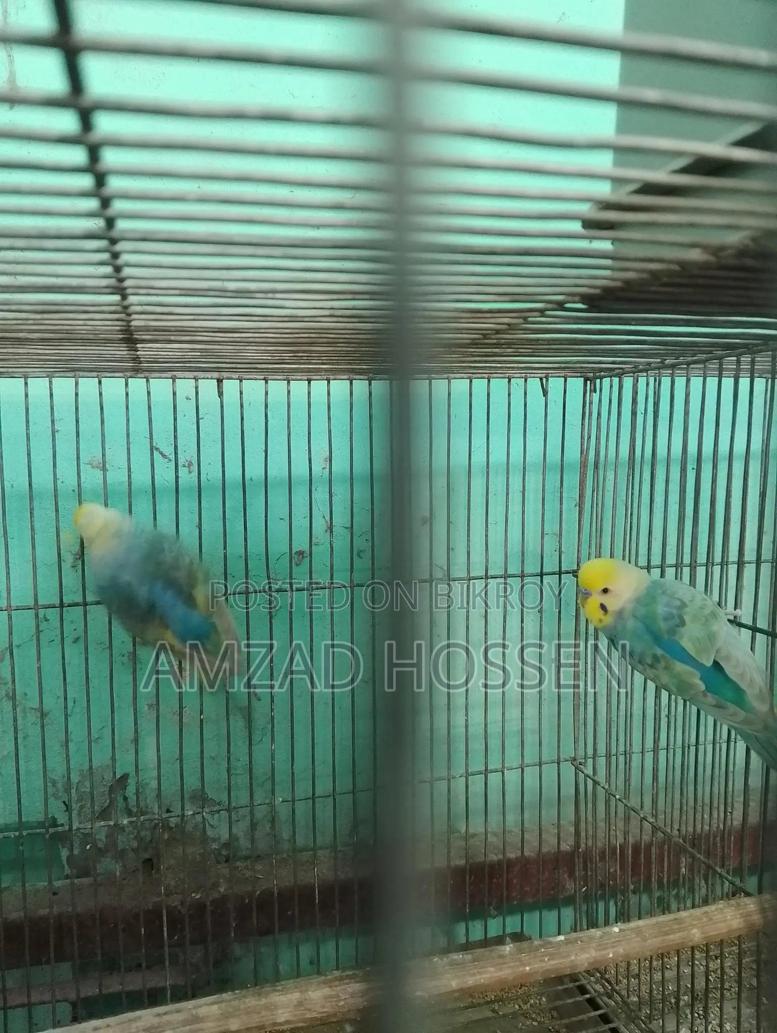Pair of Rainbow Budgie Birds