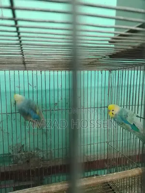 Pair of Rainbow Budgie Birds