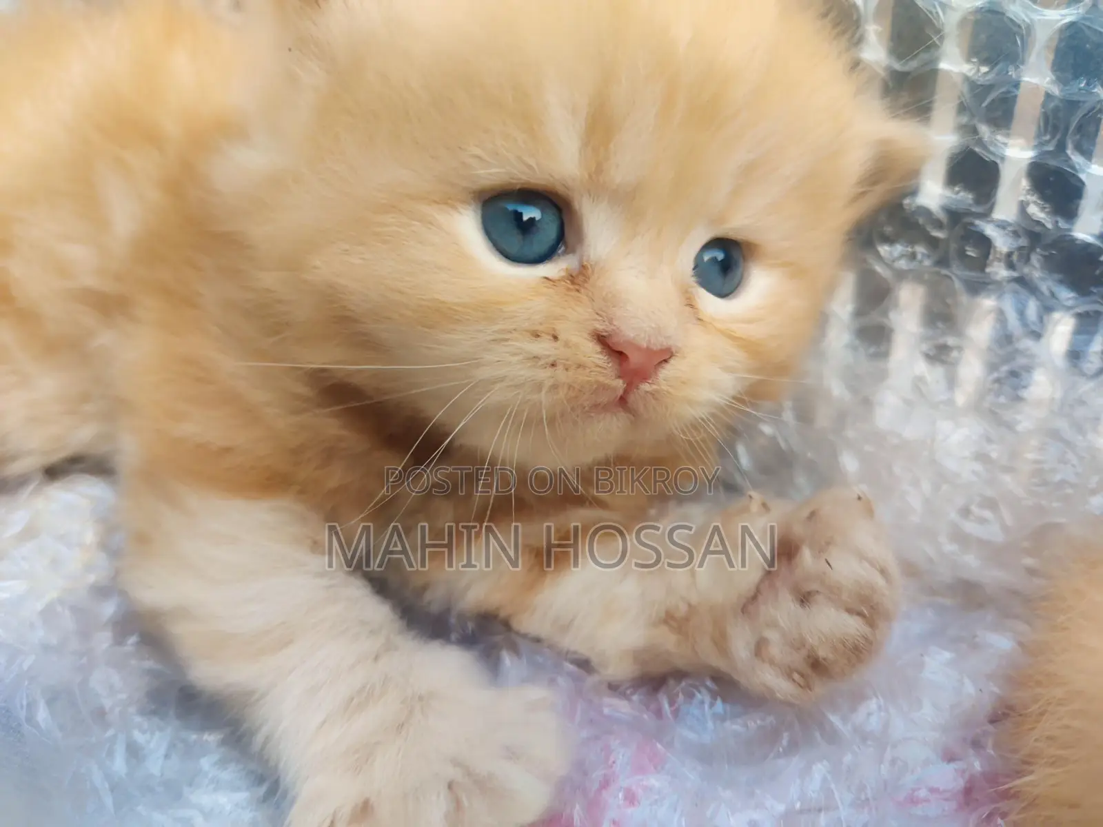 পারশিয়ান কিটি বিক্রয় পোস্ট
