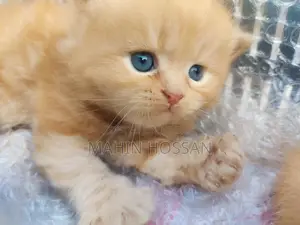 পারশিয়ান কিটি বিক্রয় পোস্ট