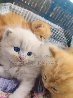 পারশিয়ান কিটি বিক্রয় পোস্ট