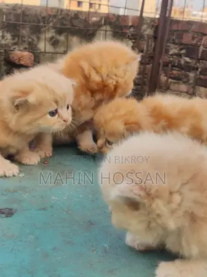 পারশিয়ান কিটি বিক্রয় পোস্ট