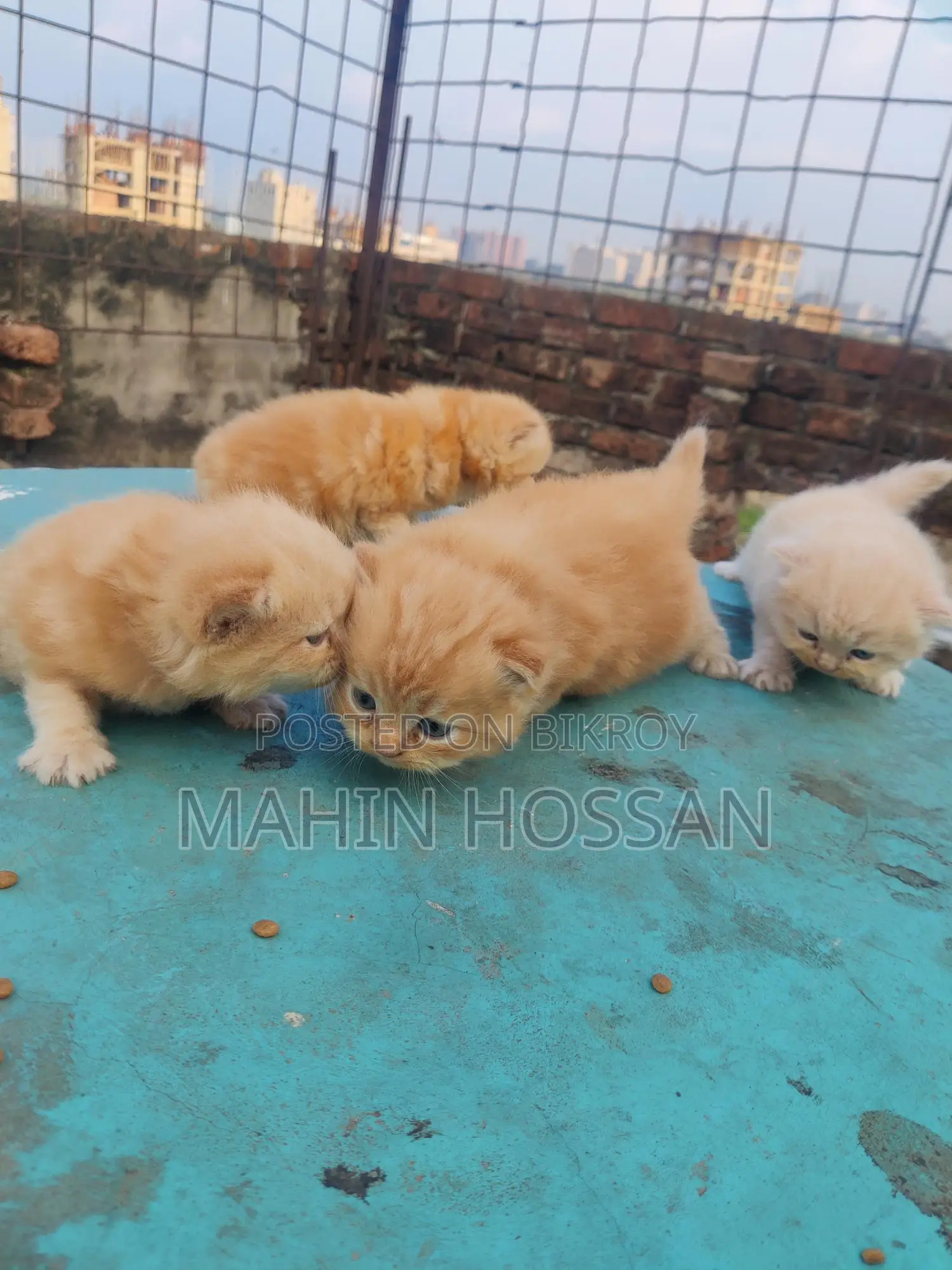 পারশিয়ান কিটি বিক্রয় পোস্ট