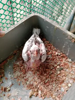 কোকাটেল পাখি