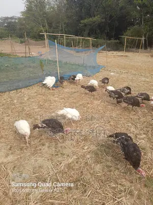 টার্কি মুরগি বাচ্চা