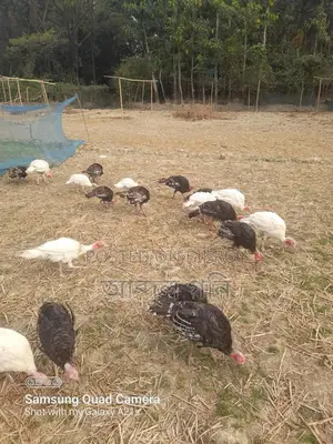 টার্কি মুরগি বাচ্চা