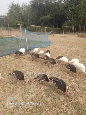 টার্কি মুরগি বাচ্চা