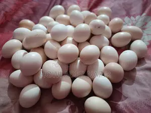 লাইট ব্রাহামা মুরগির বিজ ডিম