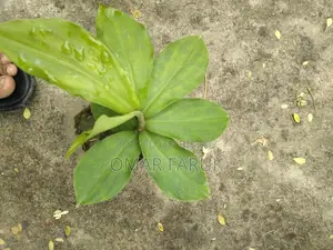 ইনসুলিন প্ল্যান্ট এ পাতা খেলে ডায়াবেটিস কমে