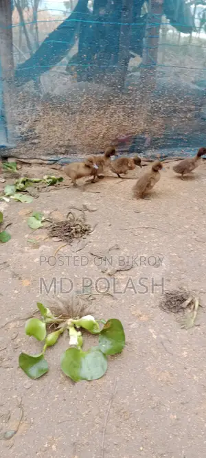 Local Ducklings