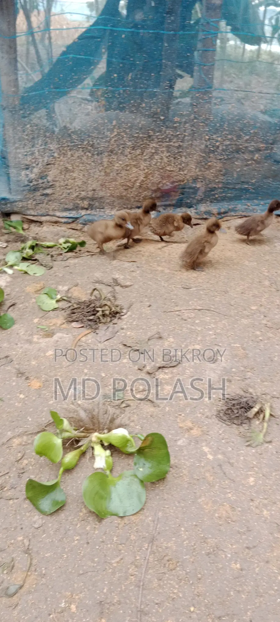 Local Ducklings