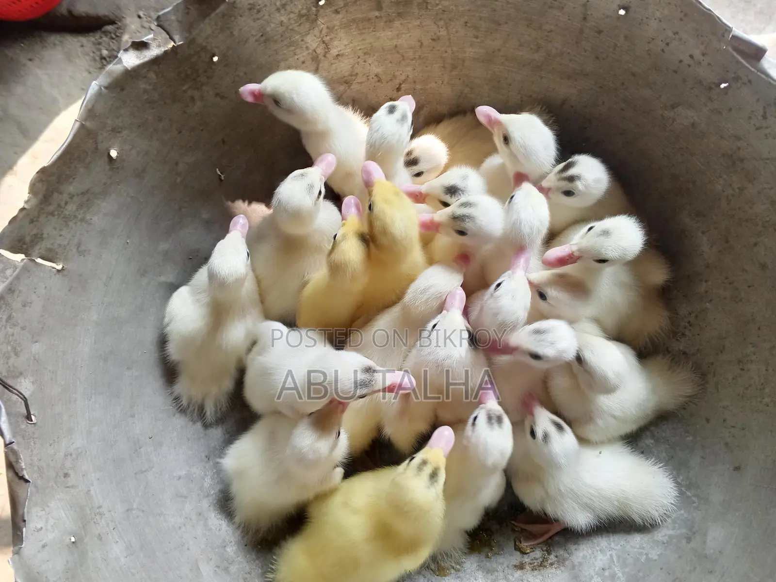 Muscovy Ducklings