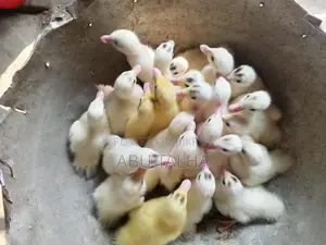 Muscovy Ducklings