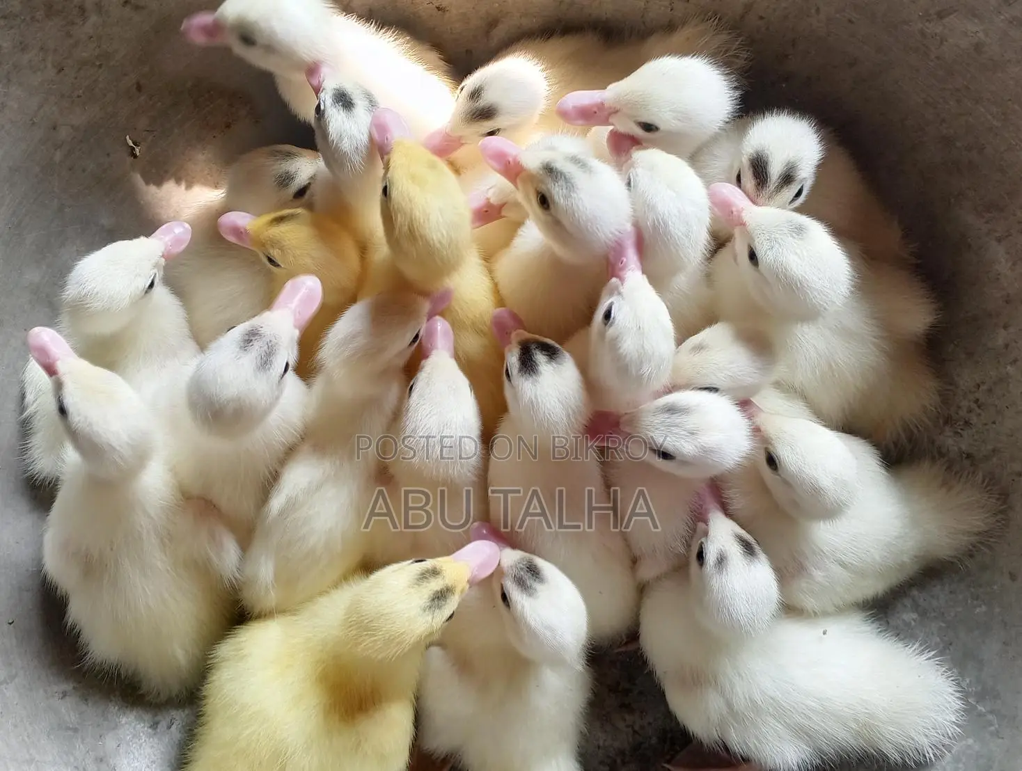 Muscovy Ducklings