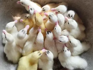 Muscovy Ducklings