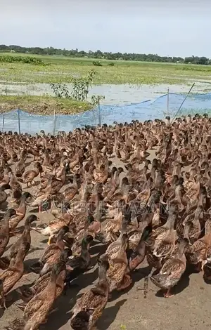 Khaki Campbell Ducks