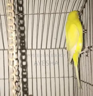 Adult Lutino Budgie Female