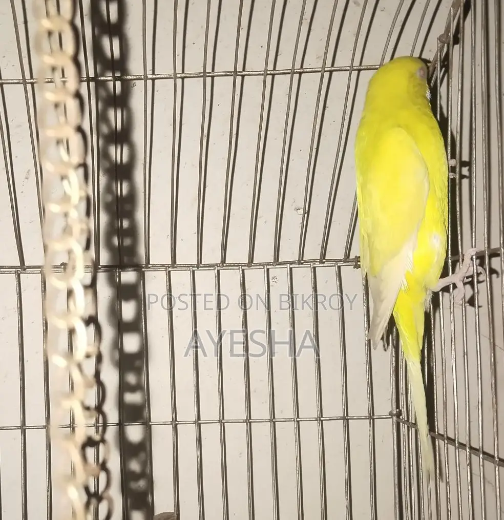 বাজিগর লোটিনো ফিমেল এডাল্ট