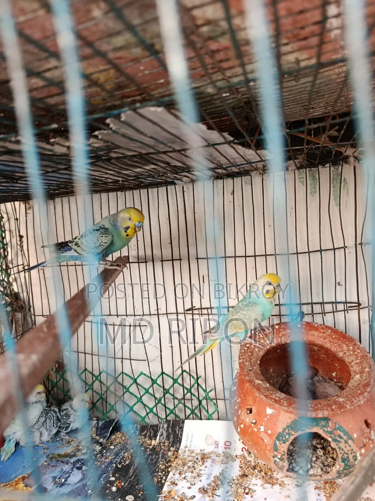 A pair of Rainbows with six chicks and four Classics