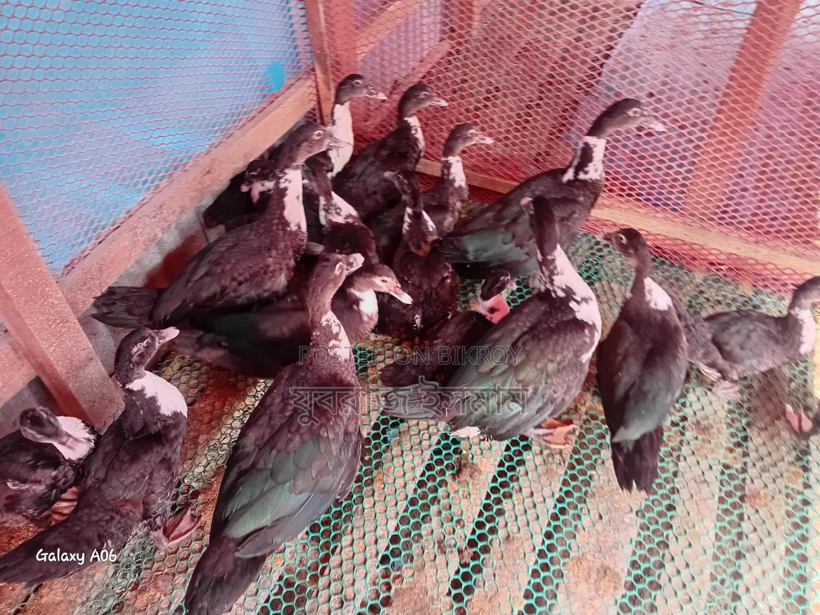 চিনা হাস