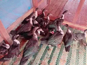 Chinese Duck