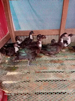 চিনা হাস