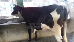 উন্নত জাতের বকনা বিক্রয় হবে ।(১০৮৯ নং)