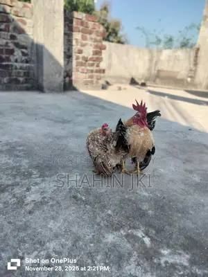 Malaysian Serama Chicken Chicks