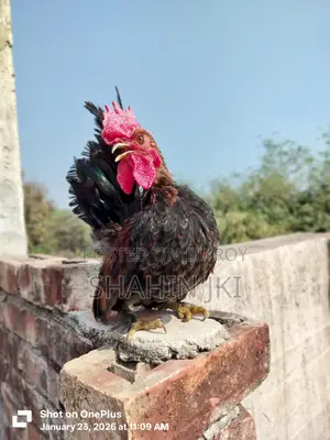 মালয়েশিয়ান সেরেমা মুরগি বা*চ্চা