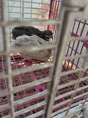 কিং কোয়েল