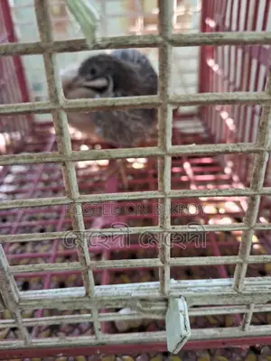 কিং কোয়েল