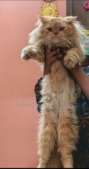 পার্সিয়ান ক্যাট