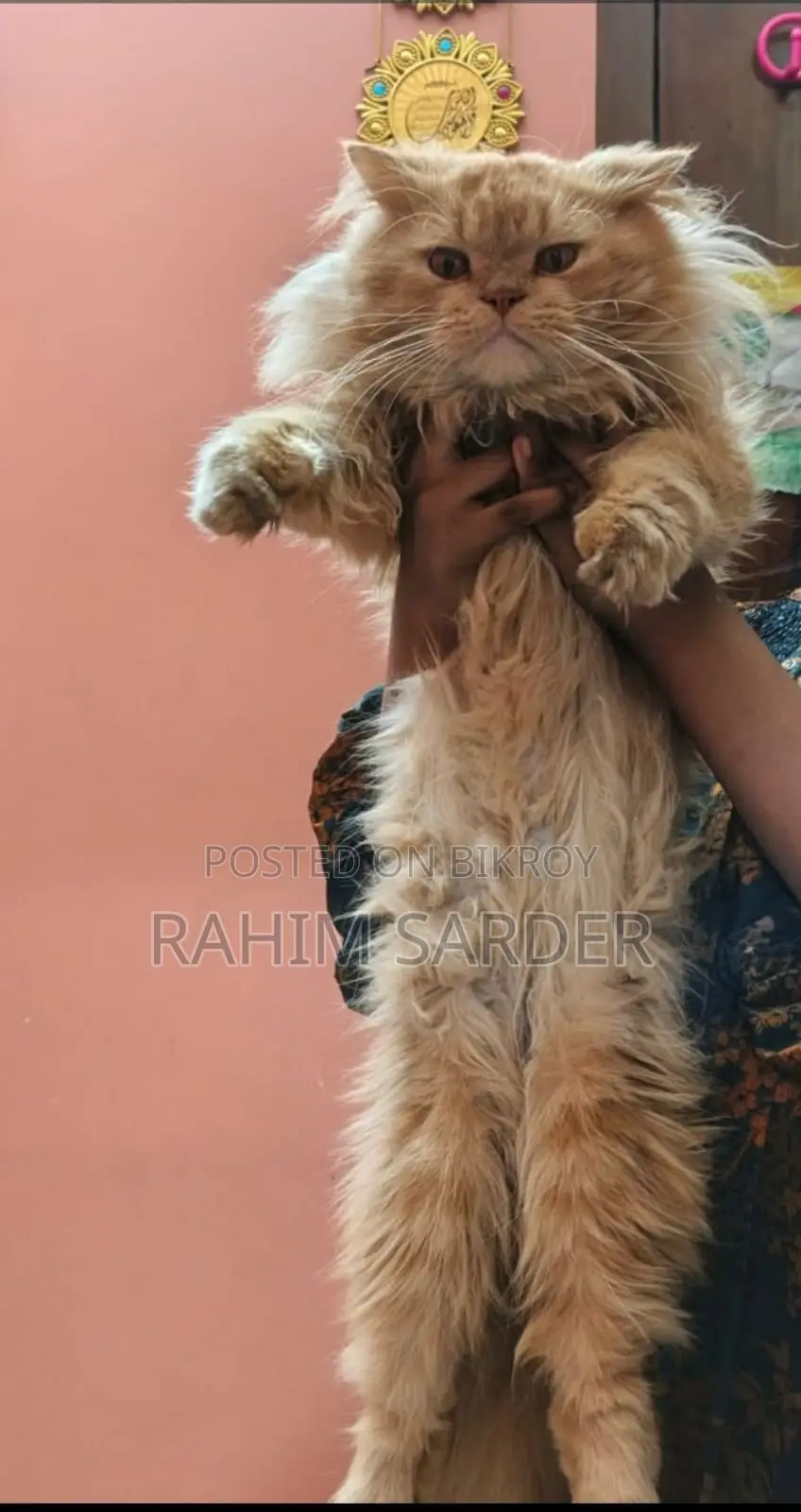 পার্সিয়ান ক্যাট