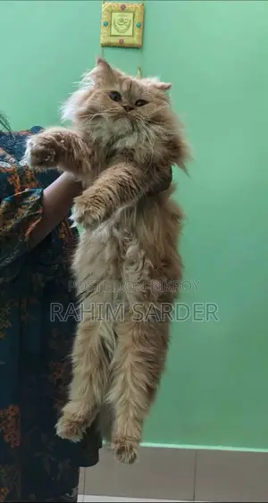 পার্সিয়ান ক্যাট