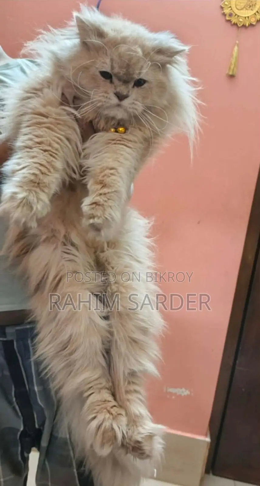 পার্সিয়ান ক্যাট