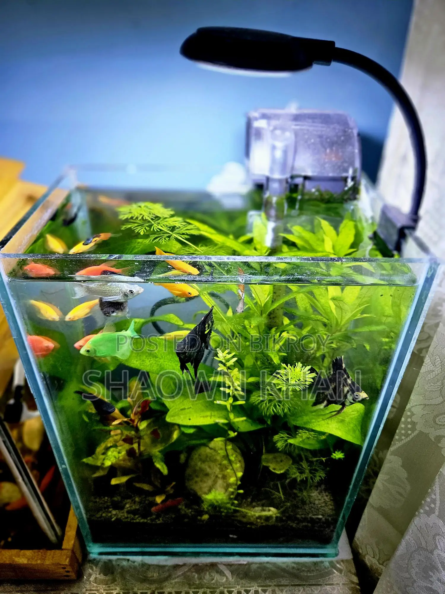 Planted Aquarium