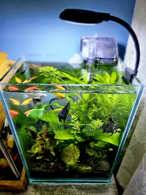 Planted Aquarium
