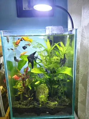Planted Aquarium