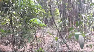 High Land for Sale for Garden House or Resort near Purbachal