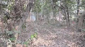 High Land for Sale for Garden House or Resort near Purbachal