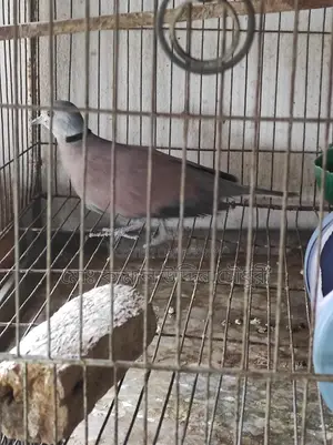 Red King Pigeon Male (Full Adult)