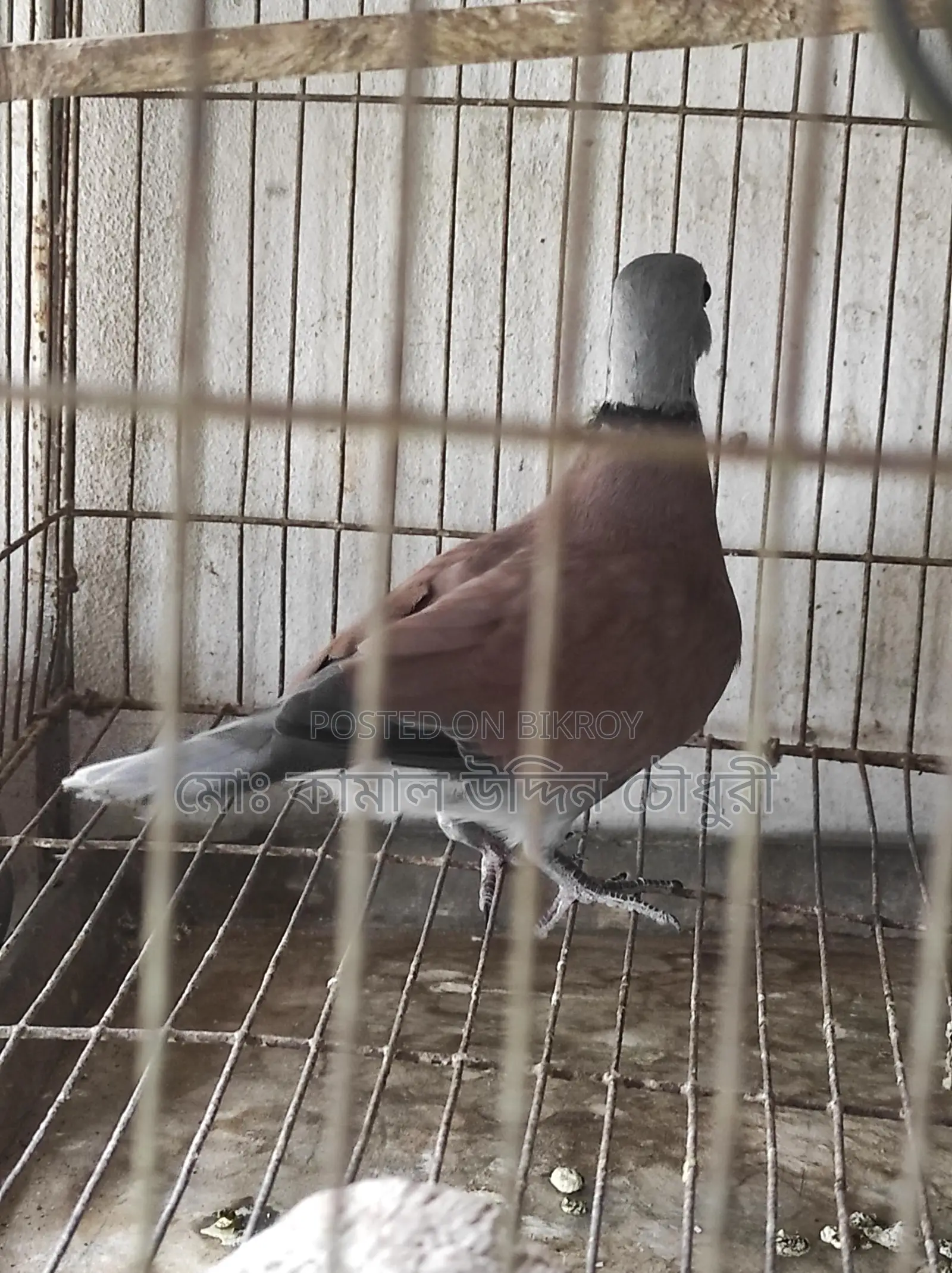 Red King Pigeon Male (Full Adult)