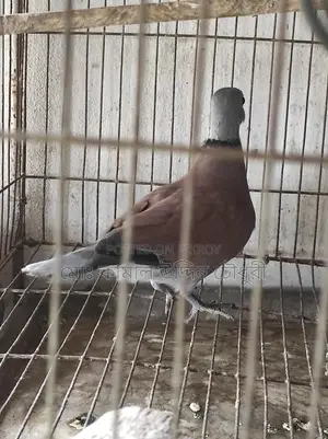 Red King Pigeon Male (Full Adult)