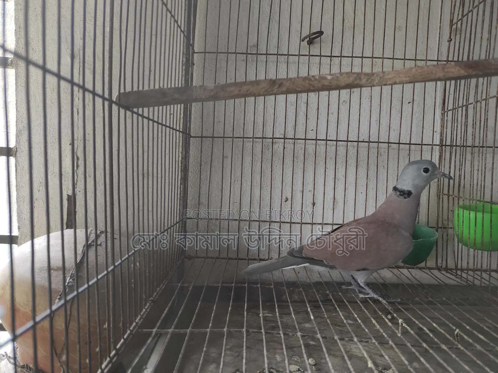 Red King Pigeon Male (Full Adult)