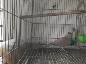Red King Pigeon Male (Full Adult)