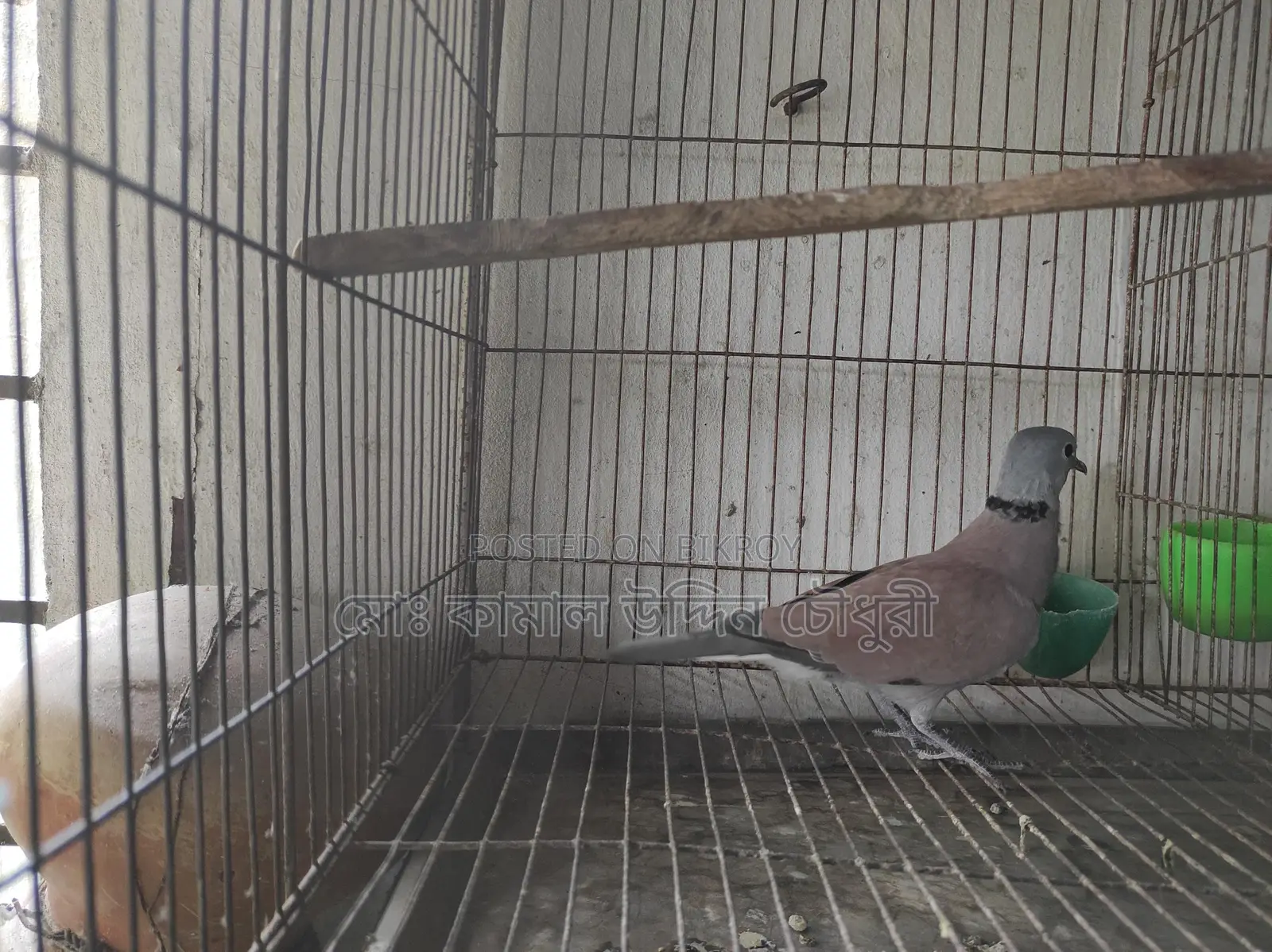 Red King Pigeon Male (Full Adult)