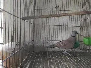 Red King Pigeon Male (Full Adult)