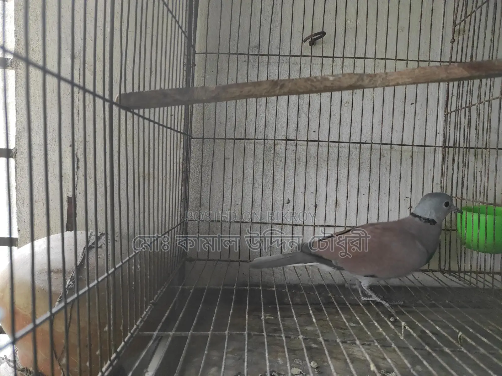 Red King Pigeon Male (Full Adult)