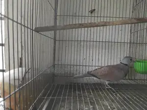 Red King Pigeon Male (Full Adult)